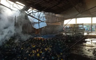 Guia Essencial do Ceasa Curitiba