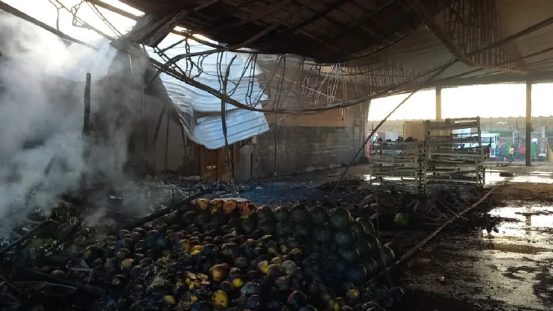 Guia Essencial do Ceasa Curitiba